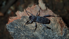 Xylotrechus hovorei