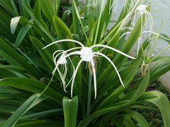 Hymenocallis littoralis