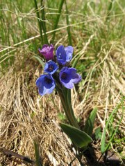Pulmonaria australis