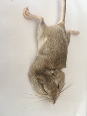 Chaetodipus penicillatus