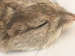 Chaetodipus penicillatus