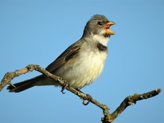 Double-Collared Seedeater photo 3