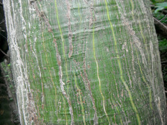 Pseudobombax ellipticum