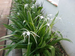 Hymenocallis littoralis