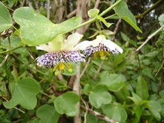 Passiflora elegans