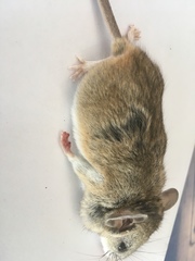 Peromyscus eremicus