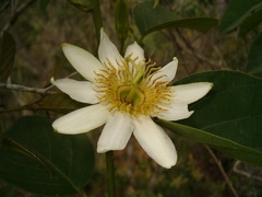 Passiflora haematostigma