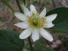 Passiflora haematostigma
