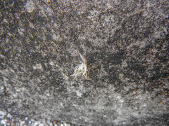 Tillandsia recurvata