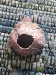 Megabalanus tintinnabulum