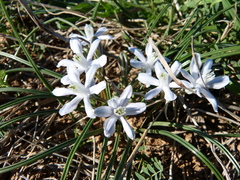 Androstephium coeruleum