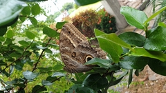 Caligo illioneus illioneus