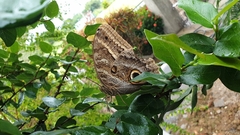 Caligo illioneus illioneus