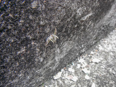 Tillandsia recurvata