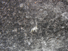 Tillandsia recurvata