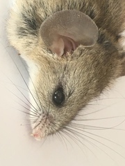 Peromyscus eremicus