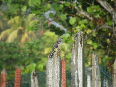 Mimus polyglottos