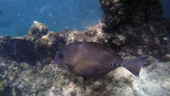 Prionurus microlepidotus