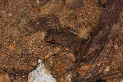 Rugulose Rainfrog