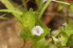Gratiola peruviana