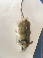 Peromyscus eremicus