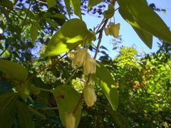 Passiflora mediterranea