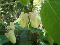 Passiflora mediterranea
