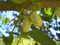 Passiflora mediterranea