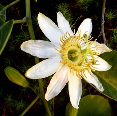 Passiflora haematostigma