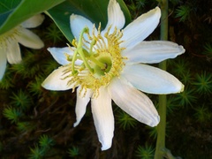 Passiflora haematostigma