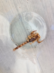 Paruroctonus silvestrii