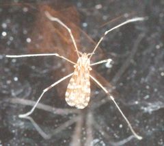 Erioptera needhami