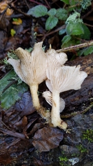 Clitocybe salmonilamella