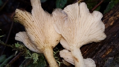 Clitocybe salmonilamella