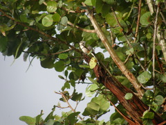 Mimus polyglottos