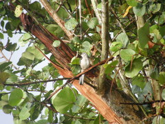 Mimus polyglottos