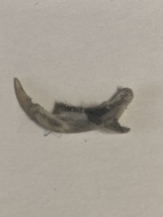 Microtus ochrogaster