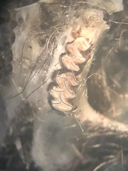 Microtus ochrogaster