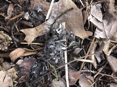 Microtus ochrogaster