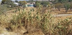 Arundo donax