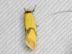 Plectobela ecliptica