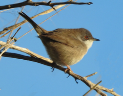 Curruca melanocephala