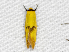 Plectobela ecliptica
