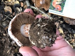 Cortinarius regalis