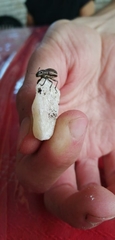 Naupactus tremolerasi