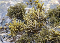 Splachnidium rugosum