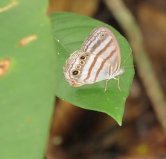 Magneuptychia ocypete