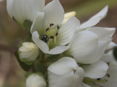 Gentianella chathamica