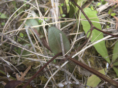 Gentianella chathamica