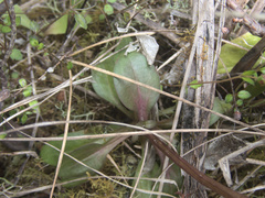 Gentianella chathamica
